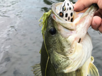 The time-tested weedless frog: Still the best for summertime bass