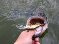 Crankbaiting your way to summer walleye and bass success