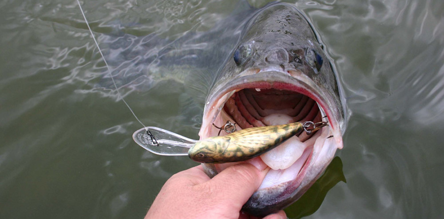 Crankbaiting your way to summer walleye and bass success