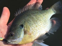 Fishing tips: vertical jigging for panfish during the dog days of summer