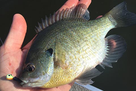 Fishing tips: vertical jigging for panfish during the dog days of