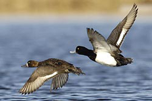 New waterfowl decoy innovations keep a-coming