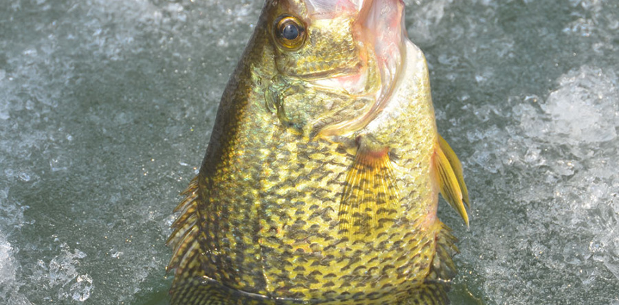 First national high school ice fishing championship set for Mille Lacs in late December