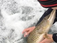 How NOT to catch a northern on a tip-up! (video)