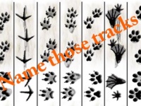 Animal Tracks