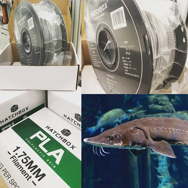 A sturgeon-sized undertaking, but high-schoolers up to the task