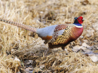Junior pheasant hunters rise above wind, rain
