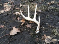 Tips for finding shed antlers