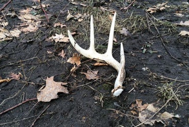 Tips for finding shed antlers