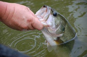 Eight basic tips for catching bass