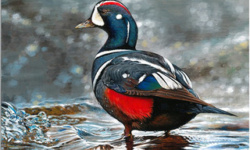 New York youth wins National Junior Duck Stamp Art Contest