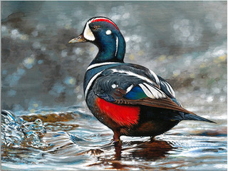 New York youth wins National Junior Duck Stamp Art Contest