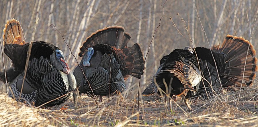 Better turkey timing via trail cameras