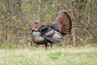 Youth hunters kick off Ohio spring turkey season