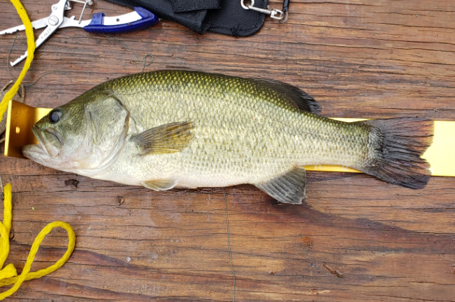 Fishing tips: Catching bass in shallow water through the summer