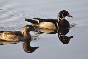 Waterfowl hunting time: scouting small-water ducks