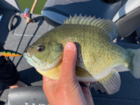 Shorter days fishing tip: Use bigger baits to target larger bluegills in the school