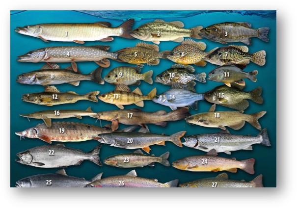 Free Download: Game Fish of WI ID Chart