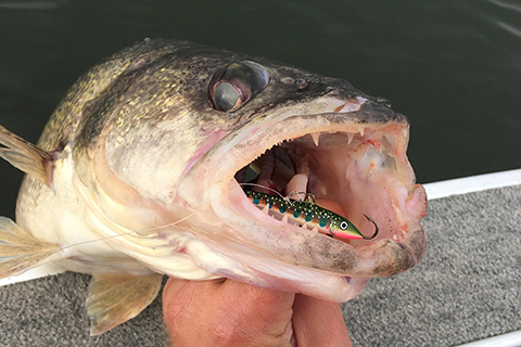 Fall walleye fishing tips: Prime locations for mid to late autumn walleyes