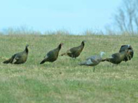 Turkey hunting tips for beginners: Stay comfortable so you can spend more time chasing gobblers