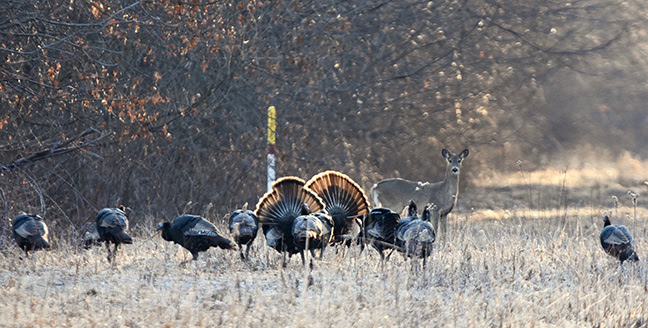 Traditions Media Copyright Image_Josh Lantz_flock of gobblers