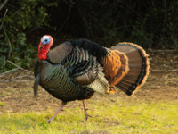 Turkey hunting tips: Make sure to blend into your surroundings to increase your chances of shooting a bird
