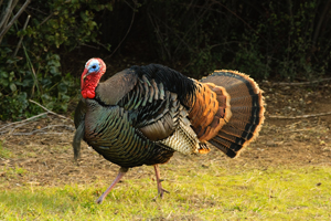 Turkey hunting tips: Make sure to blend into your surroundings to increase your chances of shooting a bird
