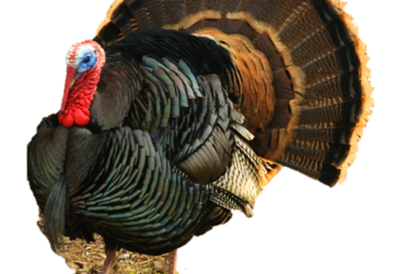 Turkey Identification Tips
