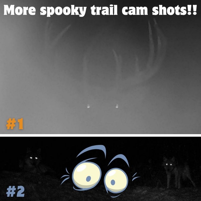 Creepy Trail Cam Pics