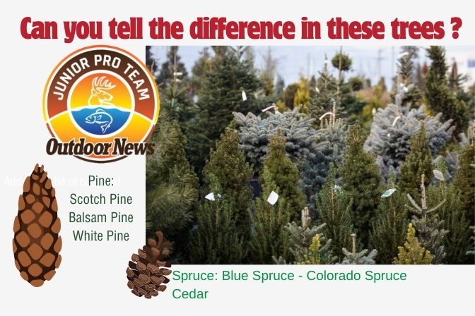 Outdoor News Junior Pro Team Image Showing Different Types of  Christmas Trees