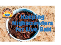 DIY: Keeping Live Nightcrawlers for Bait