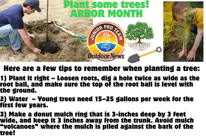 While Arbor Day is recognized the end of April, many states have adopted the month of May as Arbor Month, and are encouraging people to plant trees. Did you know that the first Arbor Day celebration was held in Nebraska on April 10, 1872? Prizes were offered to the individuals and counties who planted the most trees. On that day, an estimated 1 million trees were planted across the state. Trees provide shelter and food for animals. They help keep us healthy by removing carbon from the air. Even fish rely on trees to filter pollutants out of rivers and lakes!